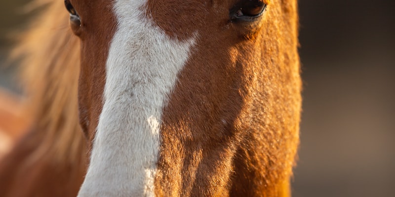 Is horse riding animal abuse?