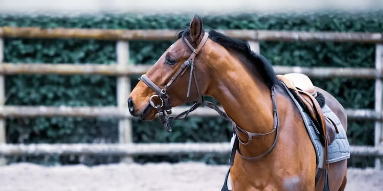 What is it like to be a professional horseback rider?