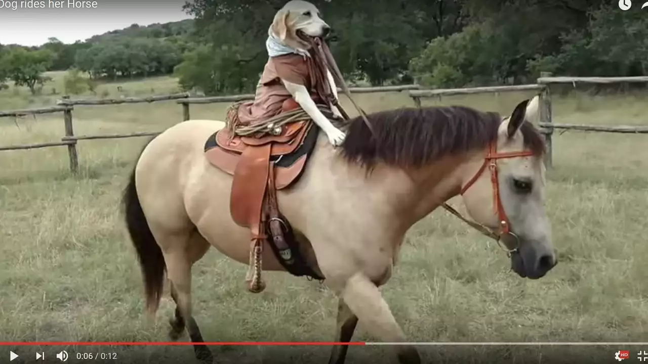 Is horse riding cruel?